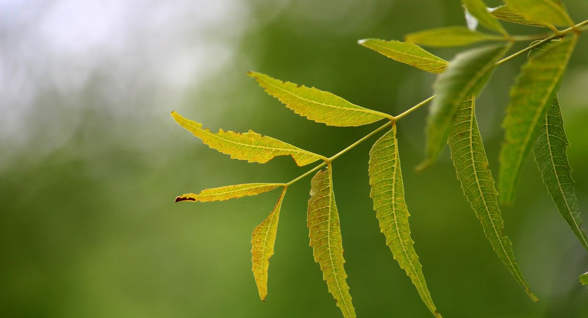 Meta Description: Discover the traditional uses and benefits of neem leaves, including their role in wound healing, controlling hair fall, treating skin issues, managing diabetes, dental care, mosquito repellent, air purification, and more. Learn how to make neem leaves remedies at home for various health benefits based on research and studies.
